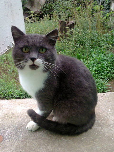 Yosh qiz fotosuratda mushukini korsatmoqda.