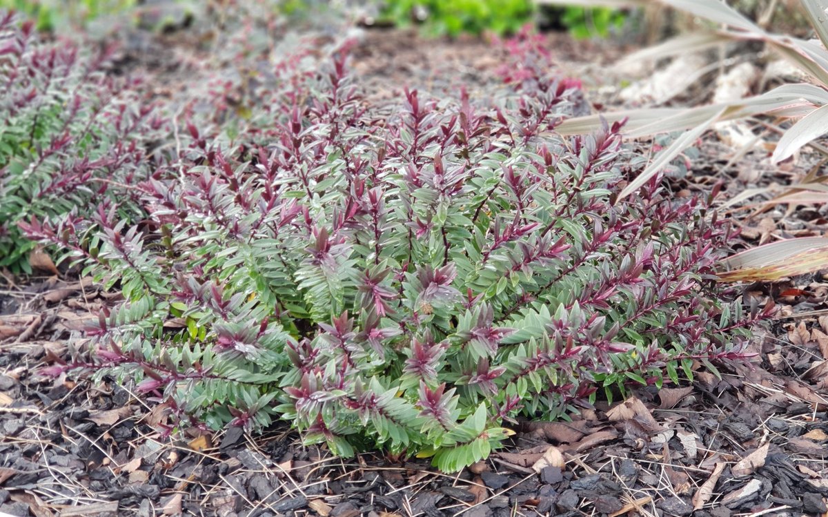 EnrichWith's tweet photo. A great foliage #plant that looks great in the #garden all year round and then tops it all off with masses of cerise #blooms in autumn. https://t.co/86PmRJOQvH