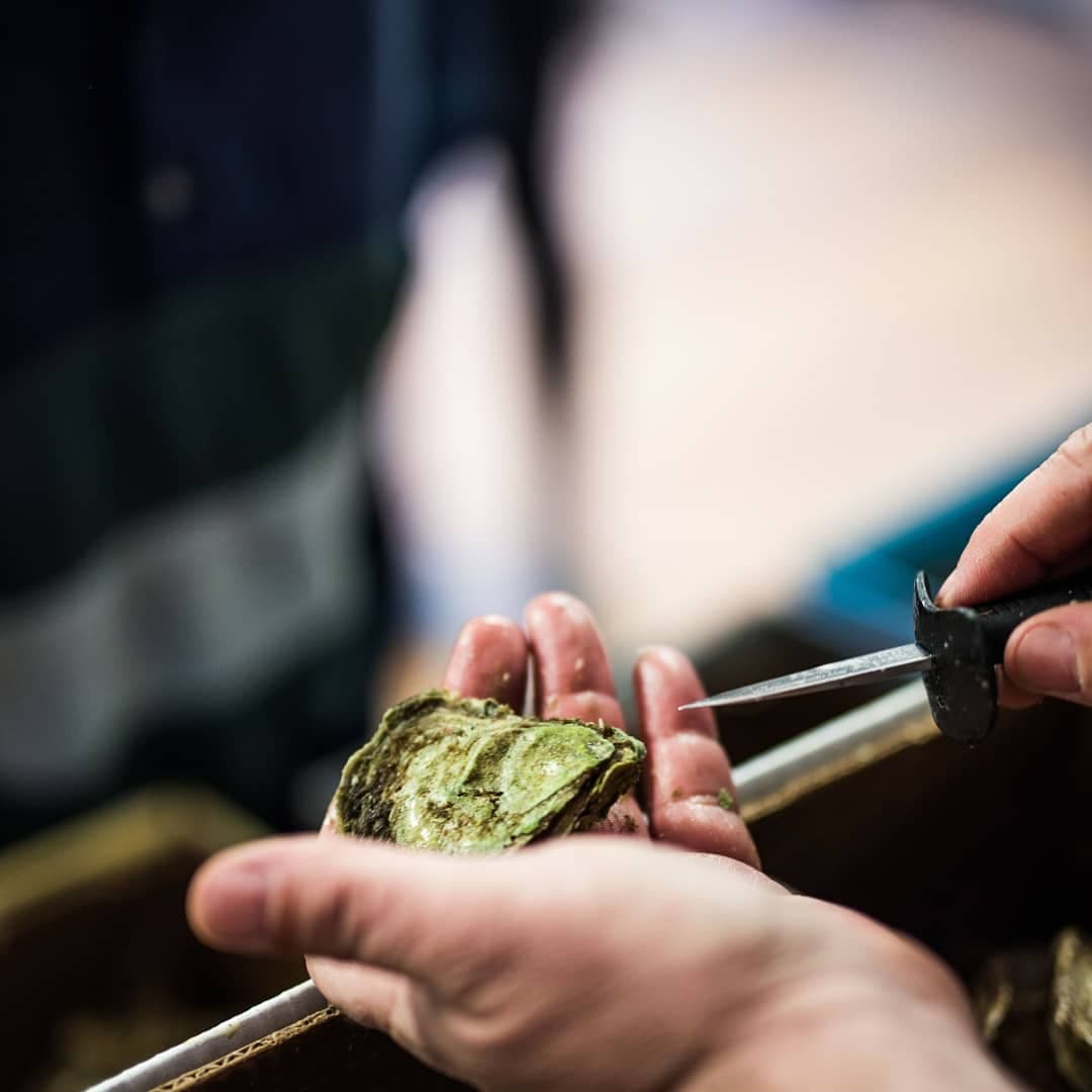 Pictured here:

Day 2: How to Grow an Oyster
•
*All photos by <a href="/sarahbdavison/">Sarah B Davison</a> 

#TheStarvingSailor