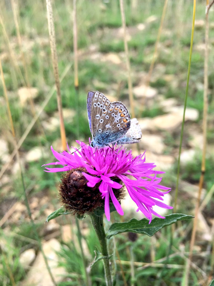 WildYourGarden's tweet image. Recently we visited a #wildflowermeadow we created last year, to give it its first hay cut. We’re thrilled to see that Common Blue, Small Heath and Brown Argus #butterflies have moved in! That’s the third new colony of Common Blue we’ve encouraged this year   @savebutterflies