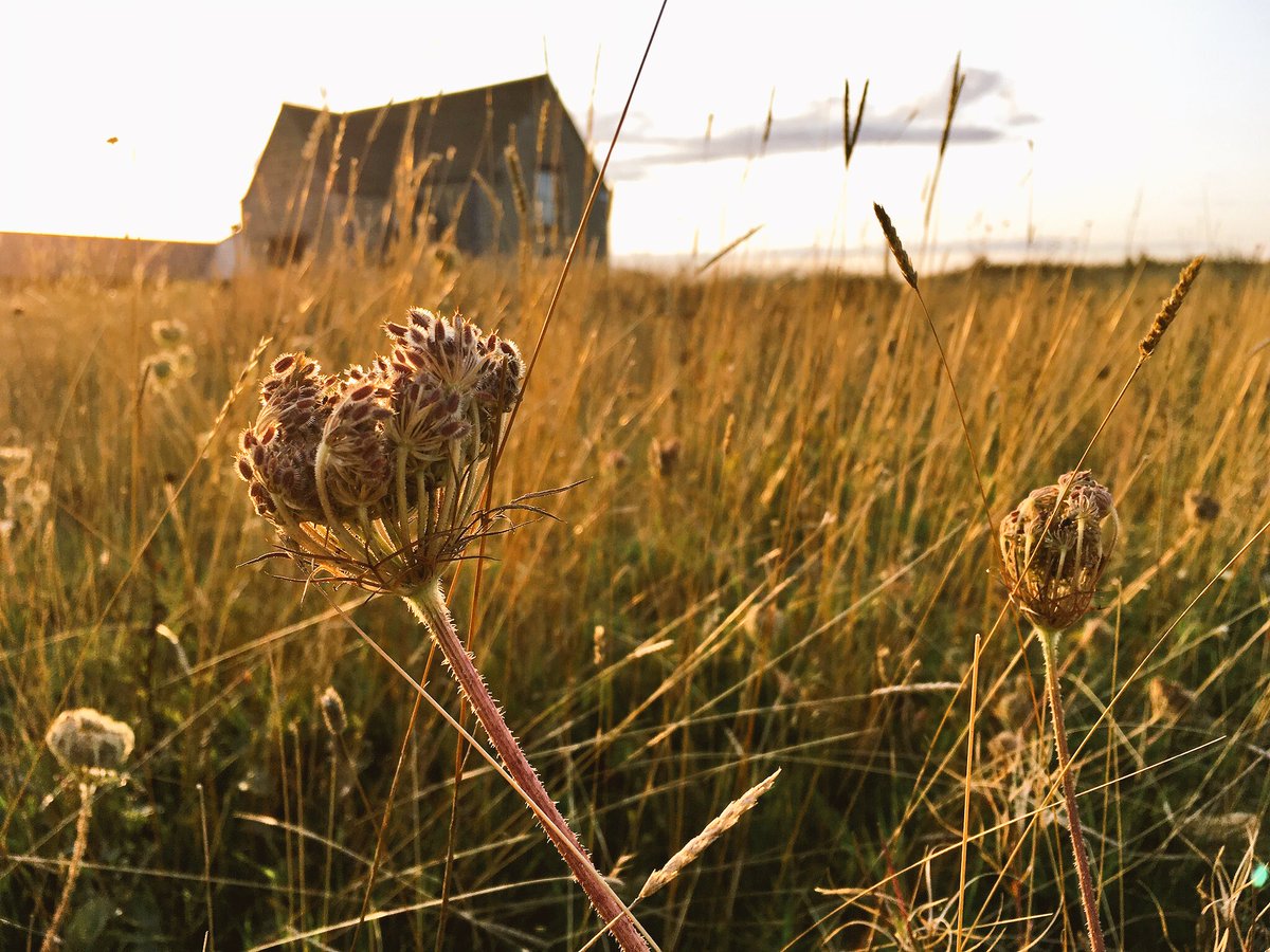 WildYourGarden's tweet image. Recently we visited a #wildflowermeadow we created last year, to give it its first hay cut. We’re thrilled to see that Common Blue, Small Heath and Brown Argus #butterflies have moved in! That’s the third new colony of Common Blue we’ve encouraged this year   @savebutterflies