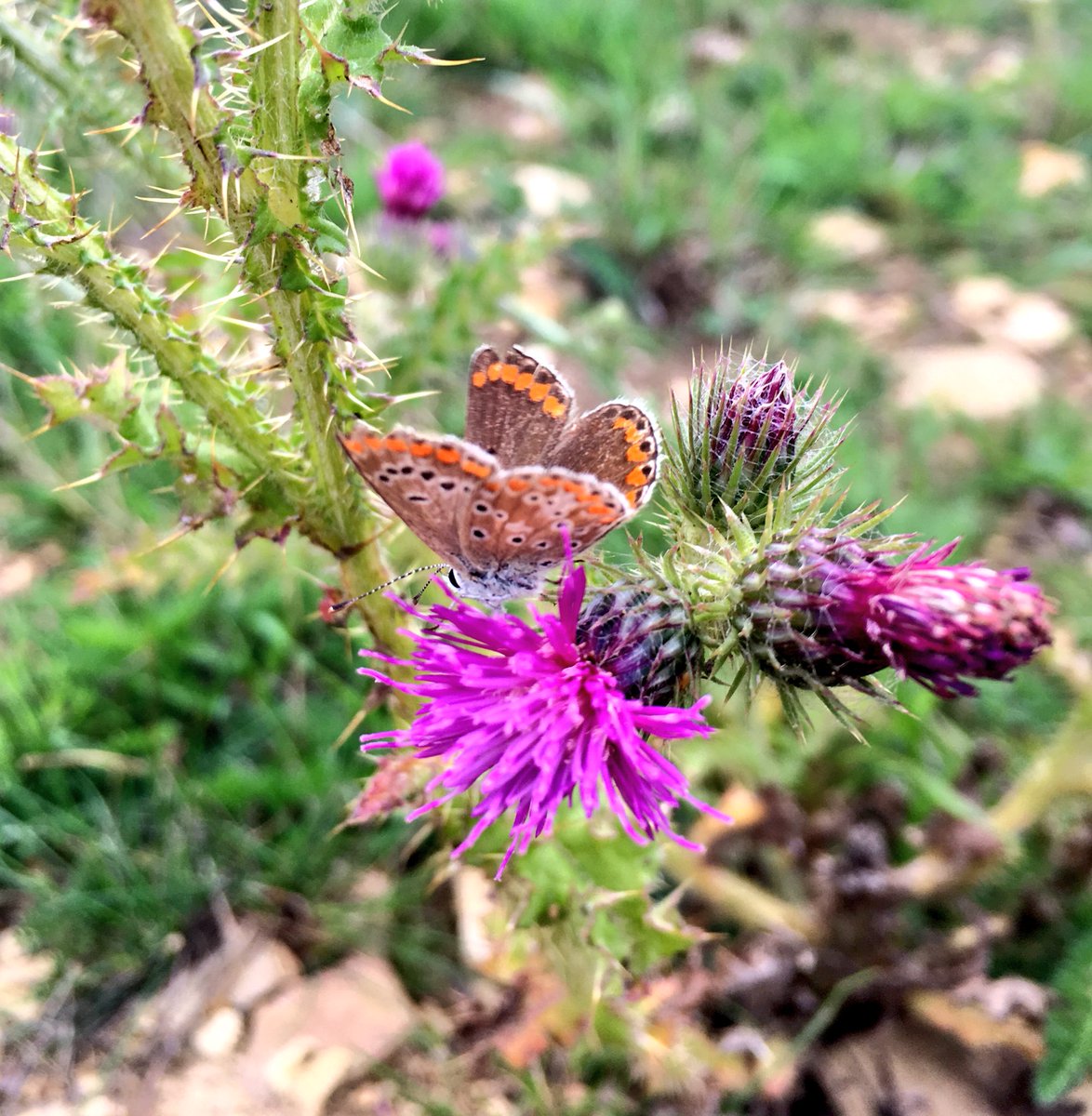 WildYourGarden's tweet image. Recently we visited a #wildflowermeadow we created last year, to give it its first hay cut. We’re thrilled to see that Common Blue, Small Heath and Brown Argus #butterflies have moved in! That’s the third new colony of Common Blue we’ve encouraged this year   @savebutterflies