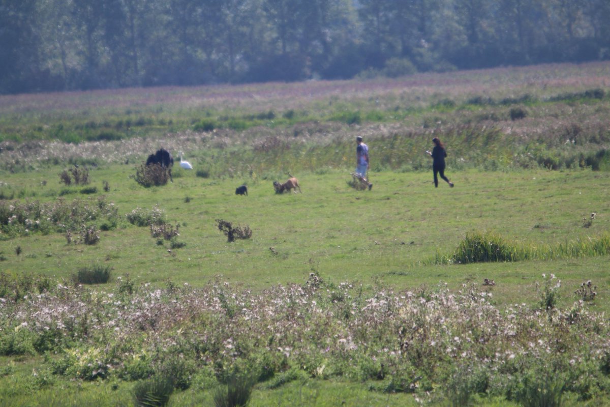 PCT63's tweet image. People on carlton marshes walking across one of the cow fields with dogs not on leads despite all the signs. @guntonbirds, @leostuff, @SWTBroadswarden.