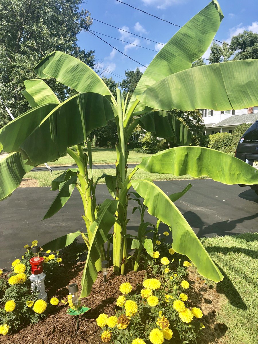 MisterMilnes's tweet photo. It’s a “labor” of love keeping these banana plants healthy all summer! There’s also some baby banana sprouts that would look great in the HS North new greenhouse @HSNPrincipal @woodruffj_mhsn #endlesssummer2018 #laborday2018 #daybeforeschoolstarts #growingbananaplants https://t.co/HtO3lLIfmY
