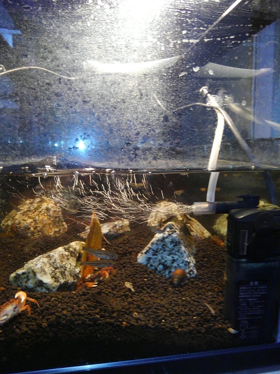 けんいち ペット この魚はモロコじゃなくてモツゴらしいけど エアレーションを川の小さな滝みたいに思うのか 上ろうとしてジャンプする 15cmは飛ぶから 飛び出さないようにしないとねヽ O