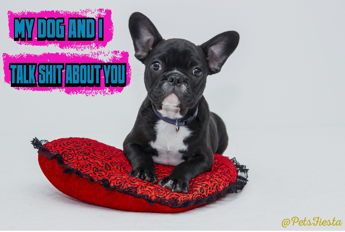 PetsFiesta's tweet photo. This Is What My Relationship With My Dog!!!🤣🐶🐾

#dogsoftwitter #PetsFiesta https://t.co/hV9DZhL4sC