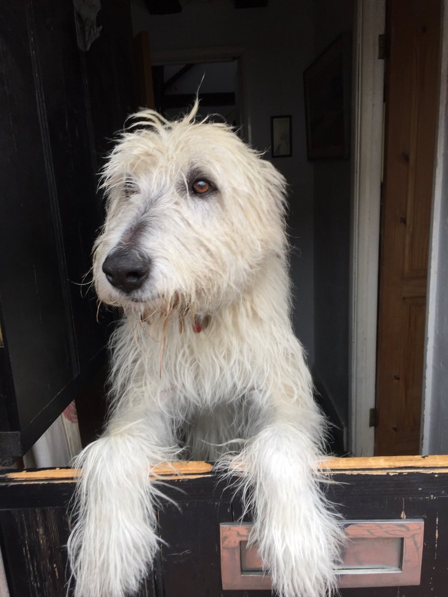 Wilma & Frank 🌈 & Nell The Bengals tweet media