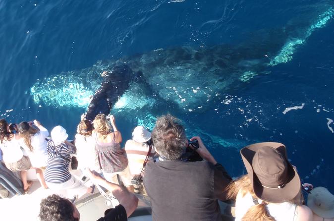 VClubVIP's tweet photo. If you are visiting #California Newport #Beach Whale and #Dolphin Watching Cruise should be a must visit #attraction spot.

Get exciting discounts using our no-cost $200 Travel Reward Card. Log on to https://t.co/vv2sV9brcg https://t.co/8oURFDcyE6
