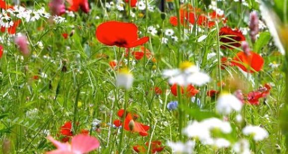 Little Green Space 🦋 tweet media