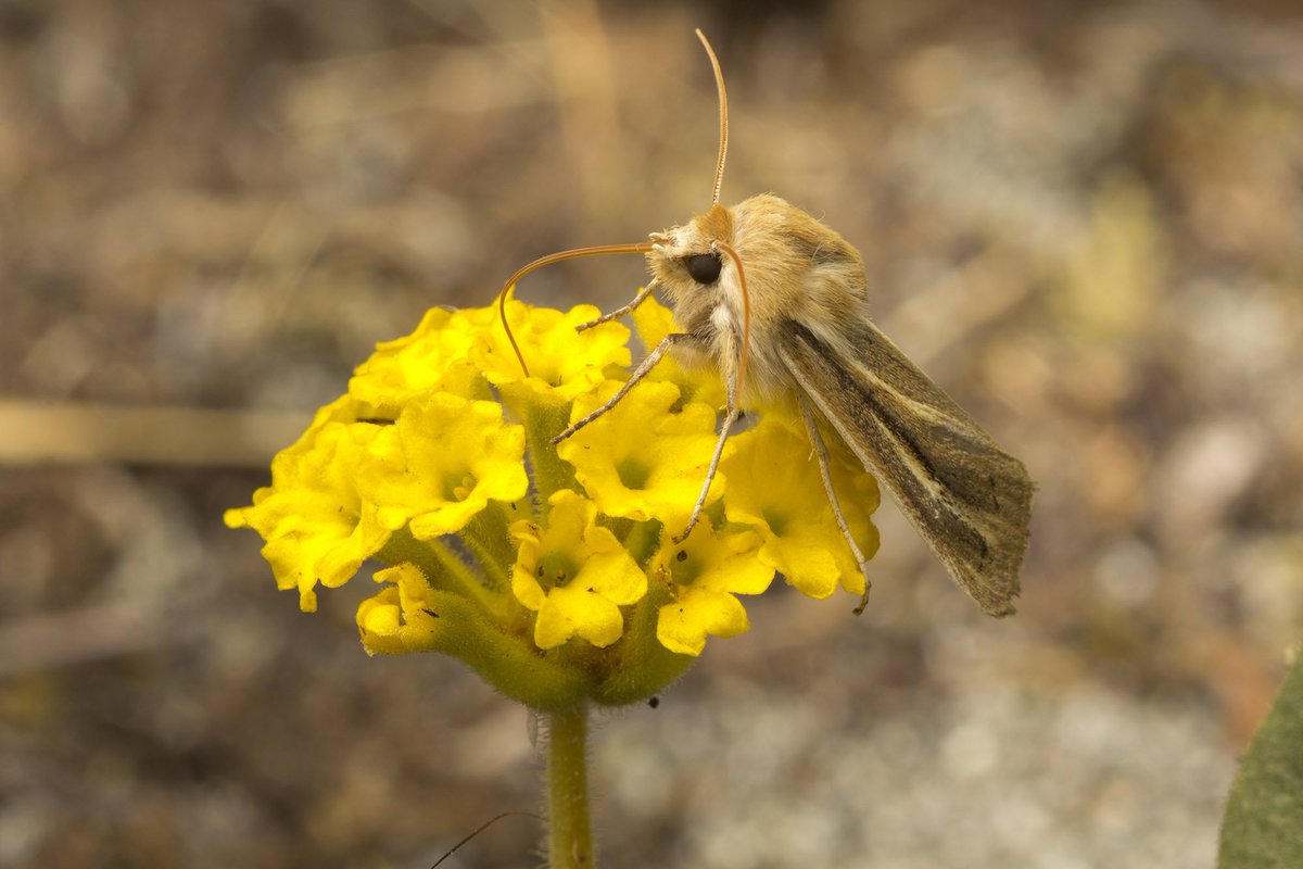 Cataranea's tweet photo. My favourite @cosewic species at risk is the endangered Sand-verbena Moth (#Copablepharon #fuscum) seen here feeding on its host plant (also threatened) at my field site [photos: @Ibycter] https://t.co/3WR3TQBuBQ
