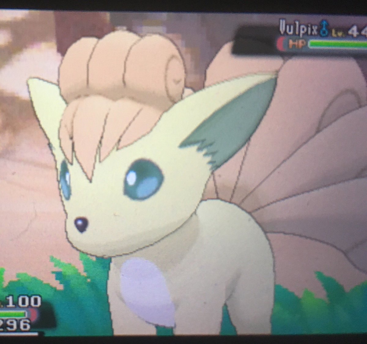 Dallasboi1992's tweet image. Meet Tod the Shiny Vulpix that I caught on @Ppenguin66’s stream. #MethodMadness