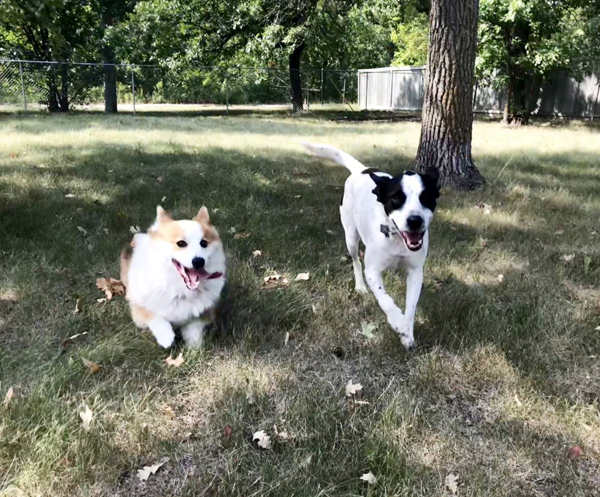 PetCareMB's tweet photo. #FacebookIsDown, so here are two adorable dogs having a great time. #yourewelcome #PawsitivePooch #HappyDogs happy Labour Day! https://t.co/afPoqoXXPT