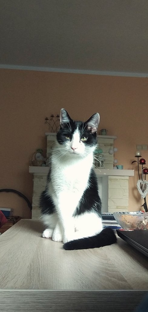 alekslloyd's tweet image. Moje piękności 🐈 
Historia tego Pana zaczyna się w smutnym schronisku i trwa do teraz, szczęśliwie,  u mnie 💖
Dwa miesiące leczenia kociego kataru nie były na marne, nigdy by nie były.
Ananas jest najsłodszym skarbem, jakiego mozna sobie wymarzyć 💫 #mójkot #mojcrush