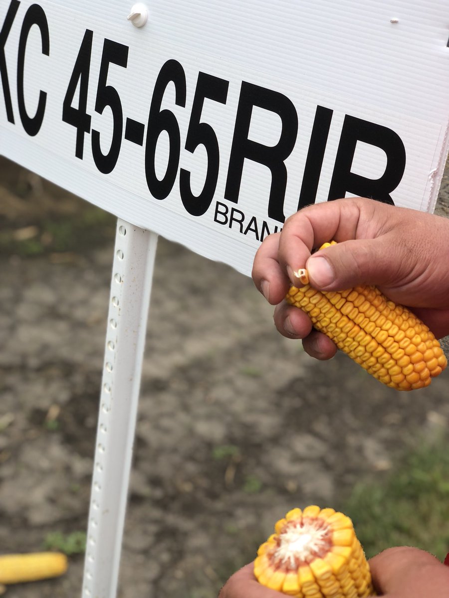 TotalSeeds's tweet photo. Labor Day plot walking at Total Seeds and 👀 DKC45-65 at black layer on Sept. 3! #Harvest18 is near and this hybrid will be a rock - ⭐️ yet again! https://t.co/TGgG4Cxqls