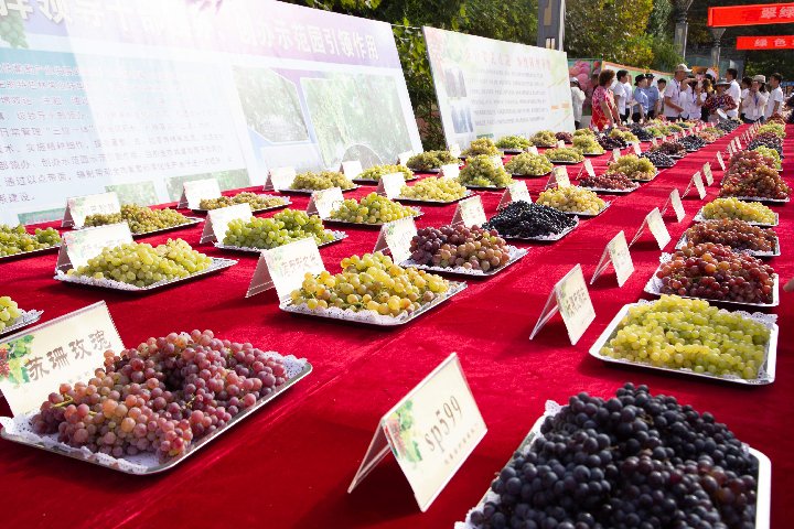 XHNews's tweet image. How many grape varieties make a party? This annual grape festival in Turpan has 220! 
#TravelinXinjiang