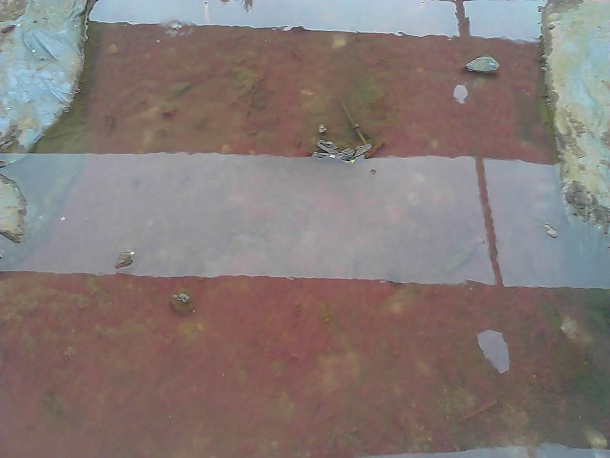 iwakbanyu's tweet photo. Proses.....budidaya pakan alami cacing sutra,mudah murah dan pokok bagi industri pembenihan ikan....diakui ato tidak selama puluhan tahun jadi masalah buat petani ikan kita
@s_soebjakto 
@bbpbat_sukabumi 
@BPPI_Sukamandi 
@dkpjateng https://t.co/3Z9qVIe2ai
