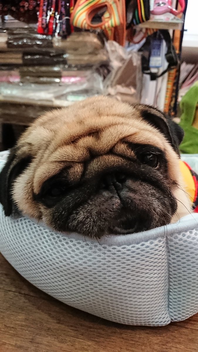 保護 犬 カフェ 堺 Article 保護 犬 カフェ 堺 Article