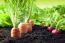 YourRealtorTodd's tweet photo. NEVER TOO EARLY TO THINK ABOUT FALL GARDENING 😊  Here's a quick guide on what veggies to plant &amp; when in So Cal:   
https://t.co/1P5hS5SYMB 
https://t.co/HLeh10ul66  @YourRealtorTodd 
#riversiderealtor #fallharvest #homegrownveggies https://t.co/YDR3V7D23R