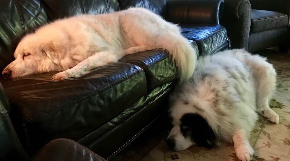 TheEtherMan's tweet photo. #PyrLife
#GuardDuty
#BathsAreExhausting https://t.co/QWeK6yHlQF