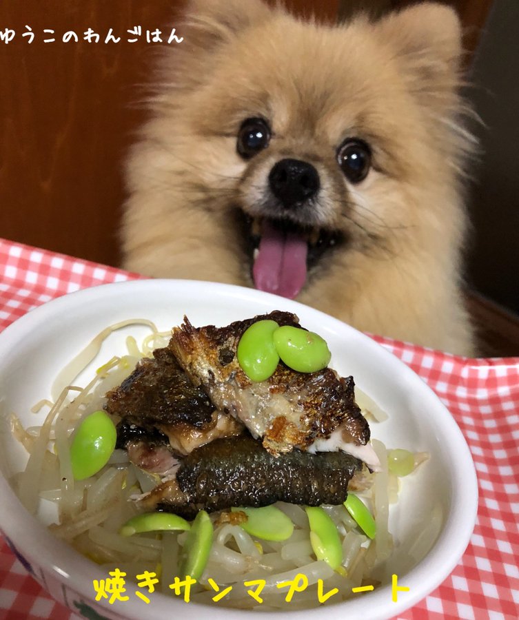 犬や猫もさんまを食べて大丈夫 注意点とおすすめの食べ方 Don Don Dog