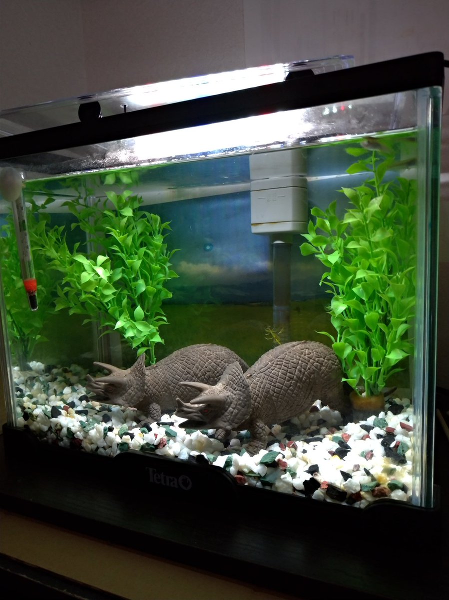 100均の観葉植物 100均の観葉植物