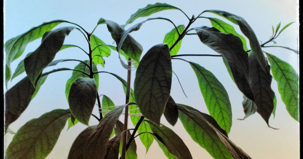 Cómo ramificar un árbol de aguacate o palta bit.ly/2OM2osN