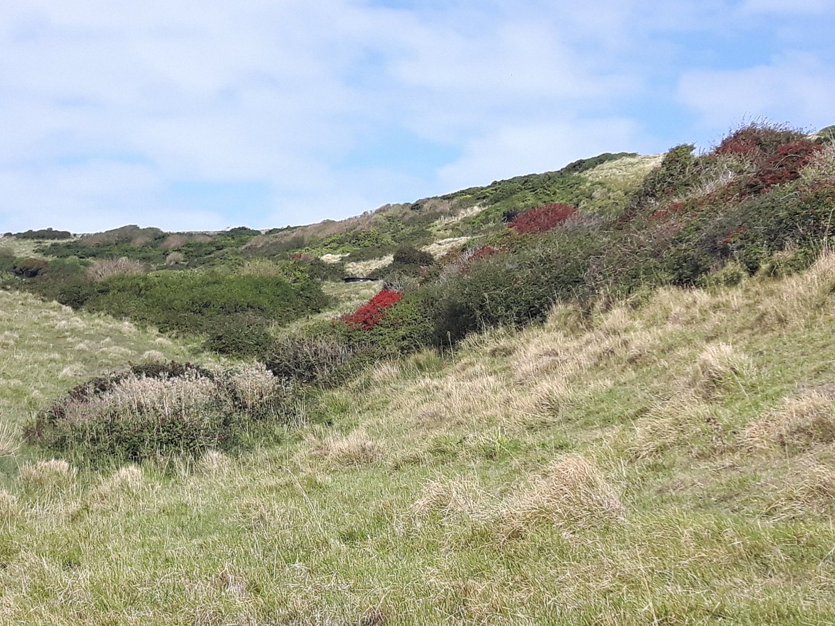 HeadRightOut's tweet photo. It's my 40th day of using a map in the #100MappyDays challenge. Great little 6.5 miles #circularroute around the Dorset #southwestcoastpath. Colours are still summer strong but will soon be an autumn riot I reckon. 😍👣👣❤ #GetOutside #useamap #OSMaps #lovedorset https://t.co/eSRRoF2WlB