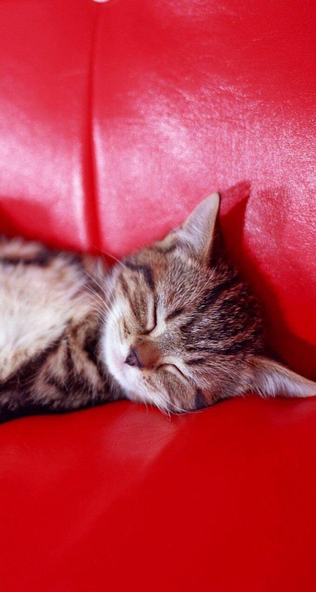 Котенок на диване. Диван котятам. Кошечка на диване. Диванчик для кошки. Диванчик для кошки.