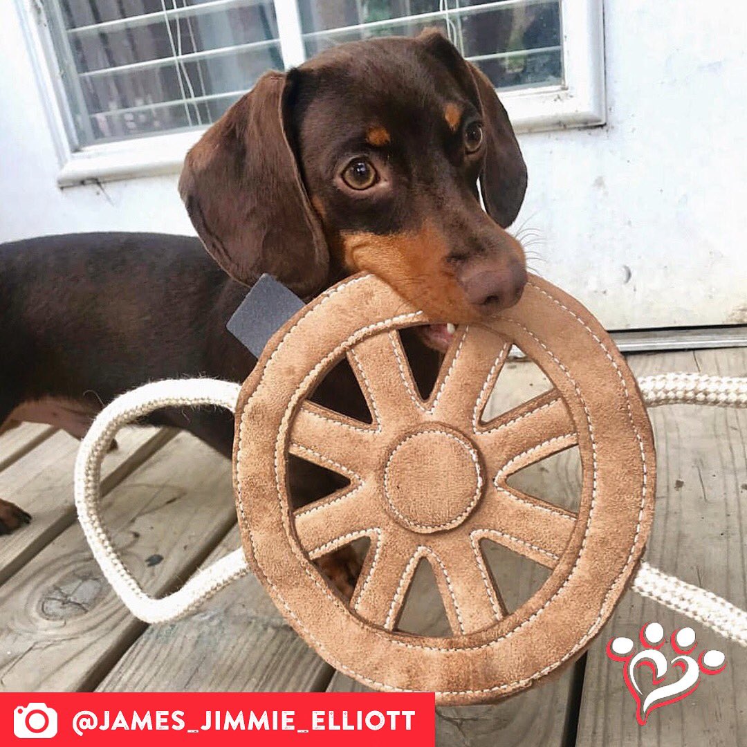 MuttNation's tweet photo. "Wagon Wheel" sing-along anyone? Jimmie will be there. ๐ค๐ถ #muttspotlight
Save a mutt. Shop MuttNation.
https://t.co/w6CpL2YwQ5 https://t.co/sSyK5oxdgc