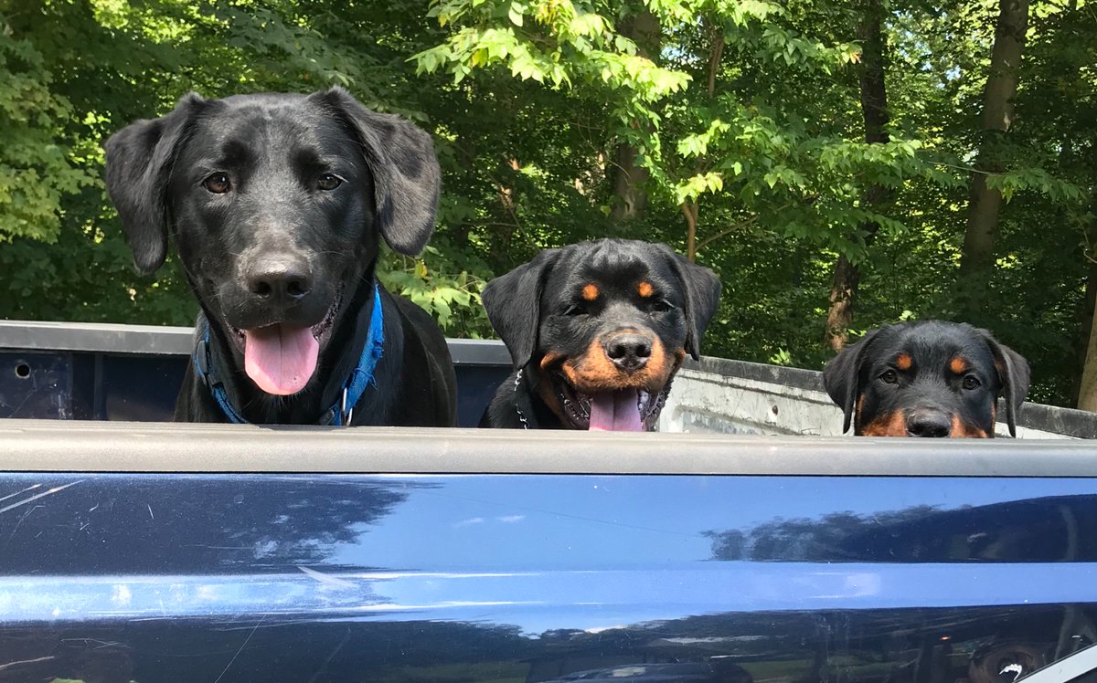 DixJess's tweet photo. Going to the lake #dogsdayout #Rottweiler #dogsoftwitter #bobo #laborDay https://t.co/FIQ72jy7L7