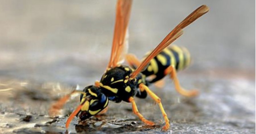 There’s no shortage of stinging insects in Idaho. So, what do you do when you get stung by a yellow jacket? The following article can help. Of course, if you’re dealing with any stinging insects of any kind, Gemtek can help!  #StingStoppers 

fal.cn/Vfs5