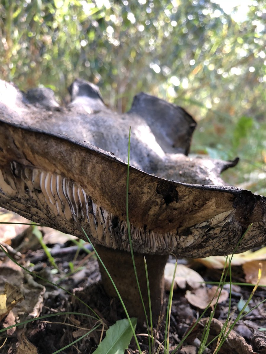 13ScottGross's tweet photo. Last week’s #getout segment inspired me “Get out” take a look at some of these mushrooms I found! I’m guessing they won’t Power me up like they do in #mariobrothers @ktva @KTVA11Daybreak #ShareIt11 https://t.co/IYhHS2TFMQ