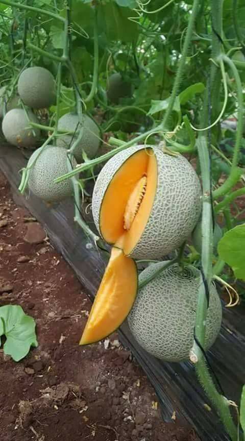 monitor20171's tweet image. 