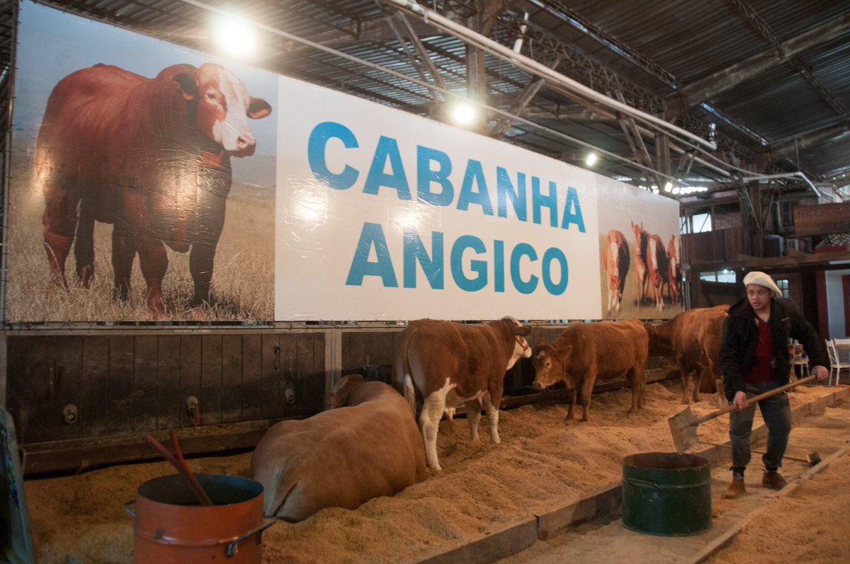 odeoliveira12's tweet photo. #photography  #photo  #Nikon #nikonphotography   #Aquarelavidrometeal #FineArt #fineart #fineartphotography #Expointer #criador  #esquilador #Expointer2018  #novilho #gado https://t.co/GW2O5lfwLX