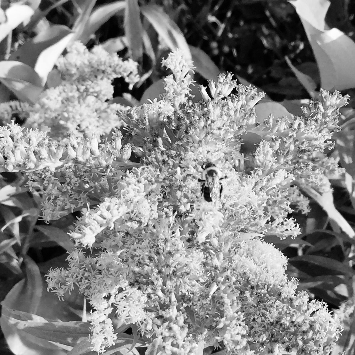 JimmySickles's tweet photo. Day 5. 7 days, 7 b&w photos of your life. no humans, no explanations. Challenge someone new! I invite @NovaRockafeller to join in because she’s going on tour and will probably see some cool shit on the road! #HelluvitTour https://t.co/JafMLBEiMI