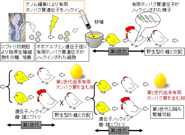 Sak 7 9 ゲノム編集により鶏卵を使って有用な組換えタンパク質を大量生産 金の卵 を産むニワトリ生物工場の実現の見込み T Co Tcdrk3kvf7 １個３億円 金の卵 産む鶏 ゲノム編集で量産可能に T Co Lvby0zec4m T Co