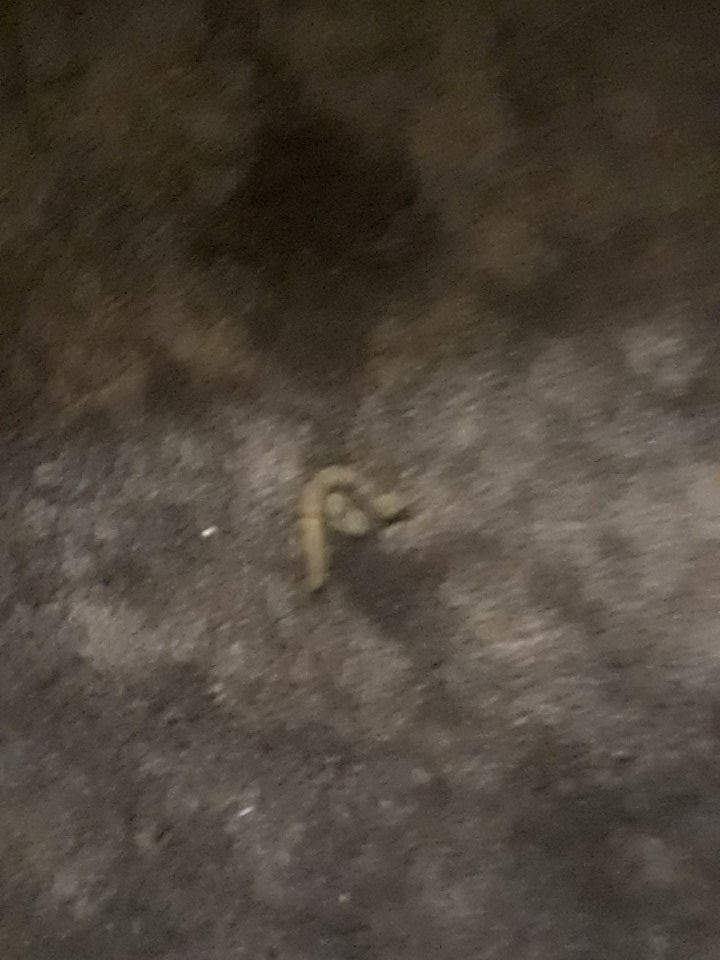 RubyLegends's tweet photo. dog poop In man floor https://t.co/IHj7fOxQtG