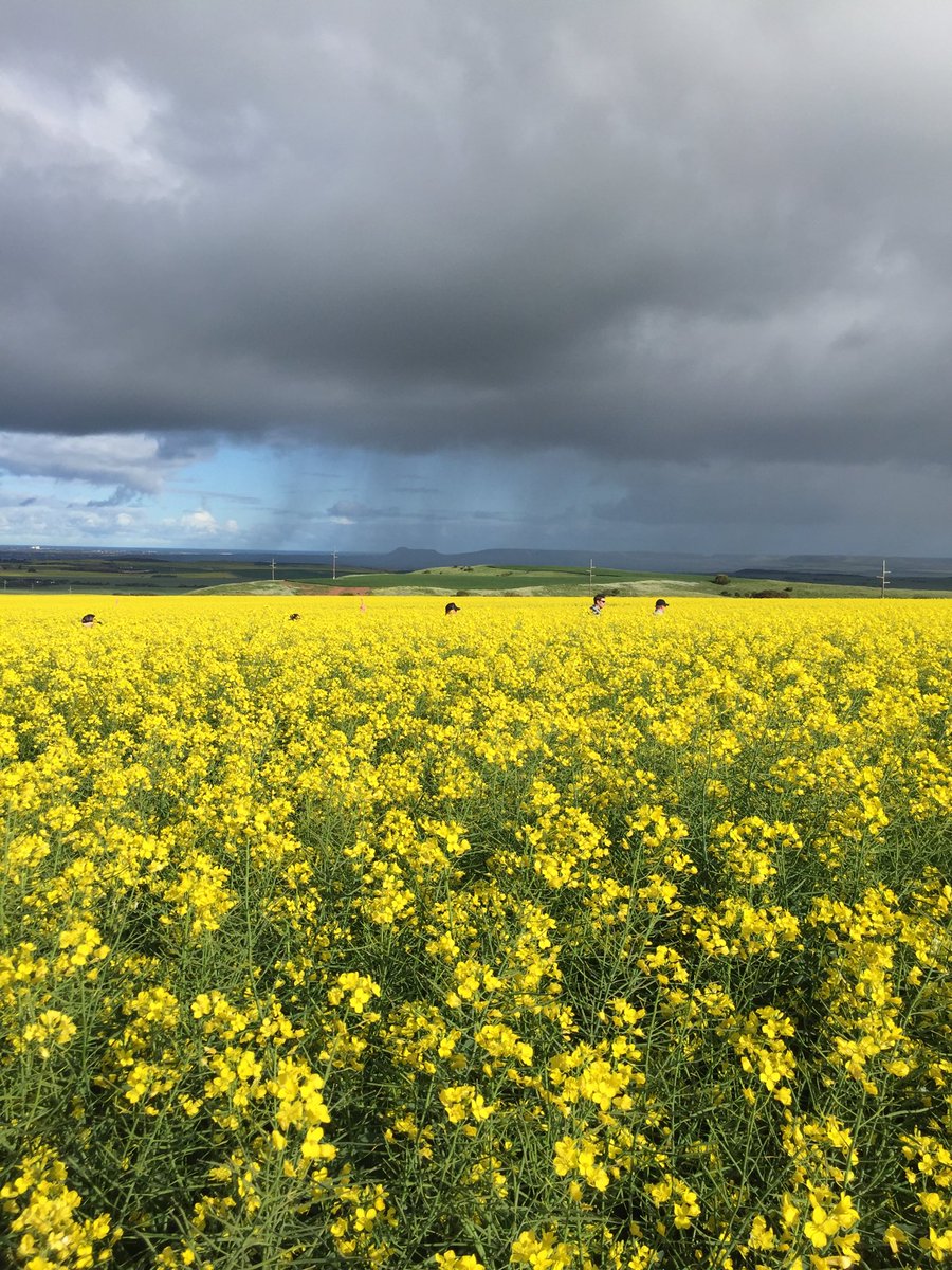 Spot the mallee farmers in Geraldton canola! #EldersAgvice  #WAextensiontour