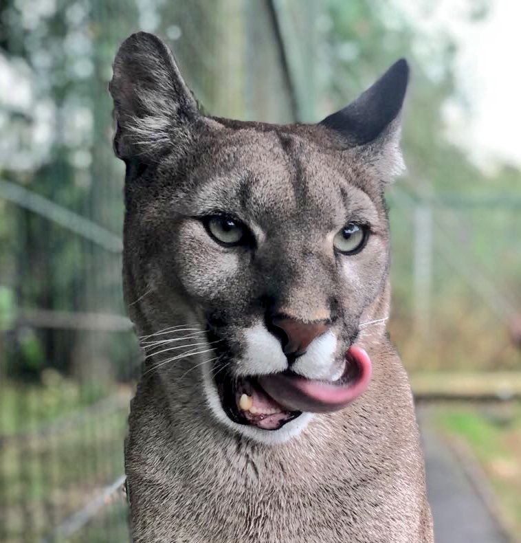 A very cheeky #tongueouttuesday from Yazhi today! Great snap - thanks Jaime! 😊 #tot #catswiththeirtonguesout #catstagram #ya zhicat #puma #mountainlion #cougar #longtongue 👅