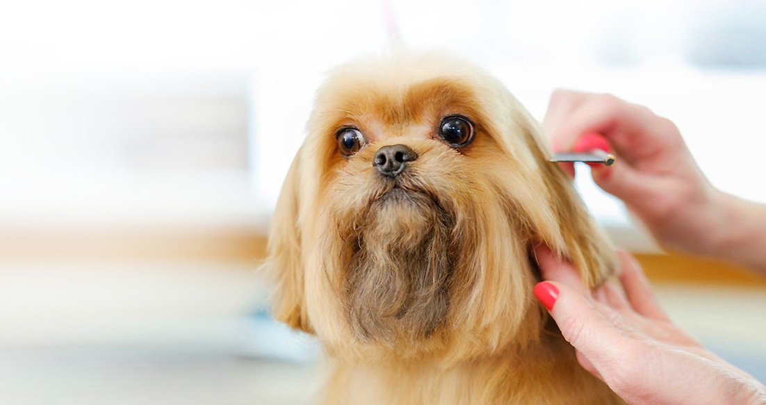 Trainee dog groomer Trainee dog groomer