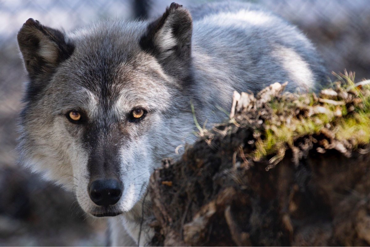 Taken this morning while visiting the new Wolf enclosure at @assiniboineparkzoo *
*
*
*
#zoo #assiniboineparkzoo #exploremb #explorewpg #zoophotography #wolvesofinstagram #wolf #photo #photography #canon7dmarkii #canon100400ii #winnipeg #manitoba #canada @tourismwinnipeg