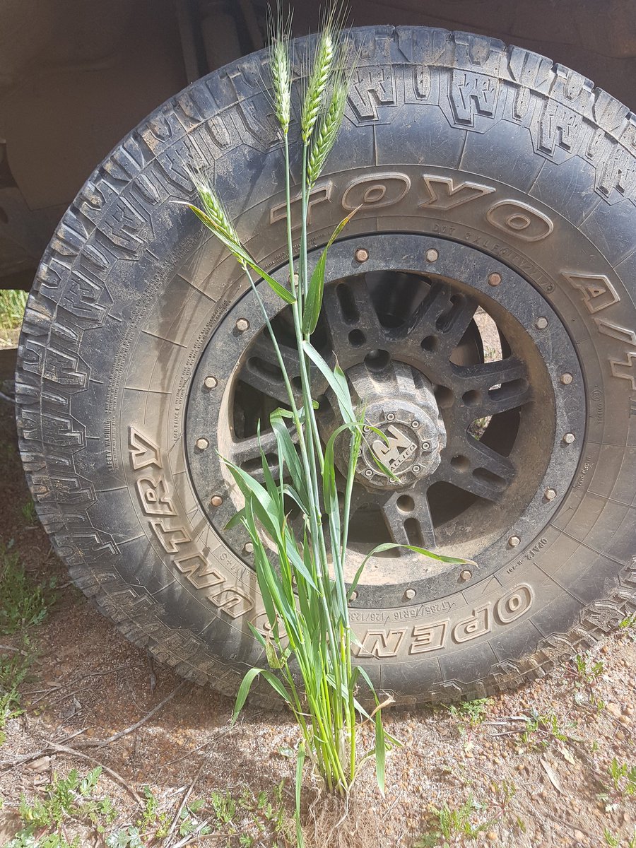 Wheat is an amazing plant. 4 tillers are filling grain.  11 tillers are coming through late after the rain that came  in August.