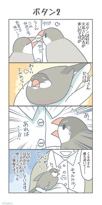 ボタンの話 2。

#buncho #javasparrow #文鳥 