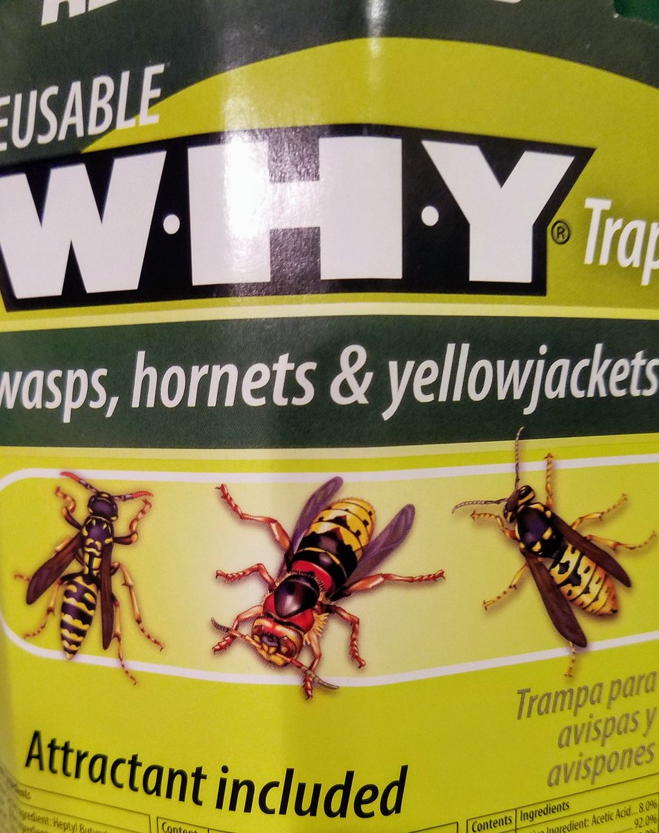 dallinkimble's tweet photo. Got stung in the head by a #yellowjacket while trimming weeds today. First thought, I admit, was vengeful. Second thought: Go @RandolphMacon!
I mean, I'm still going to set up a trap to kill them all so I can finish trimming unmolested. But it was fun for a sec. #GoRMC #BeatHSC https://t.co/WEVtq79IvI