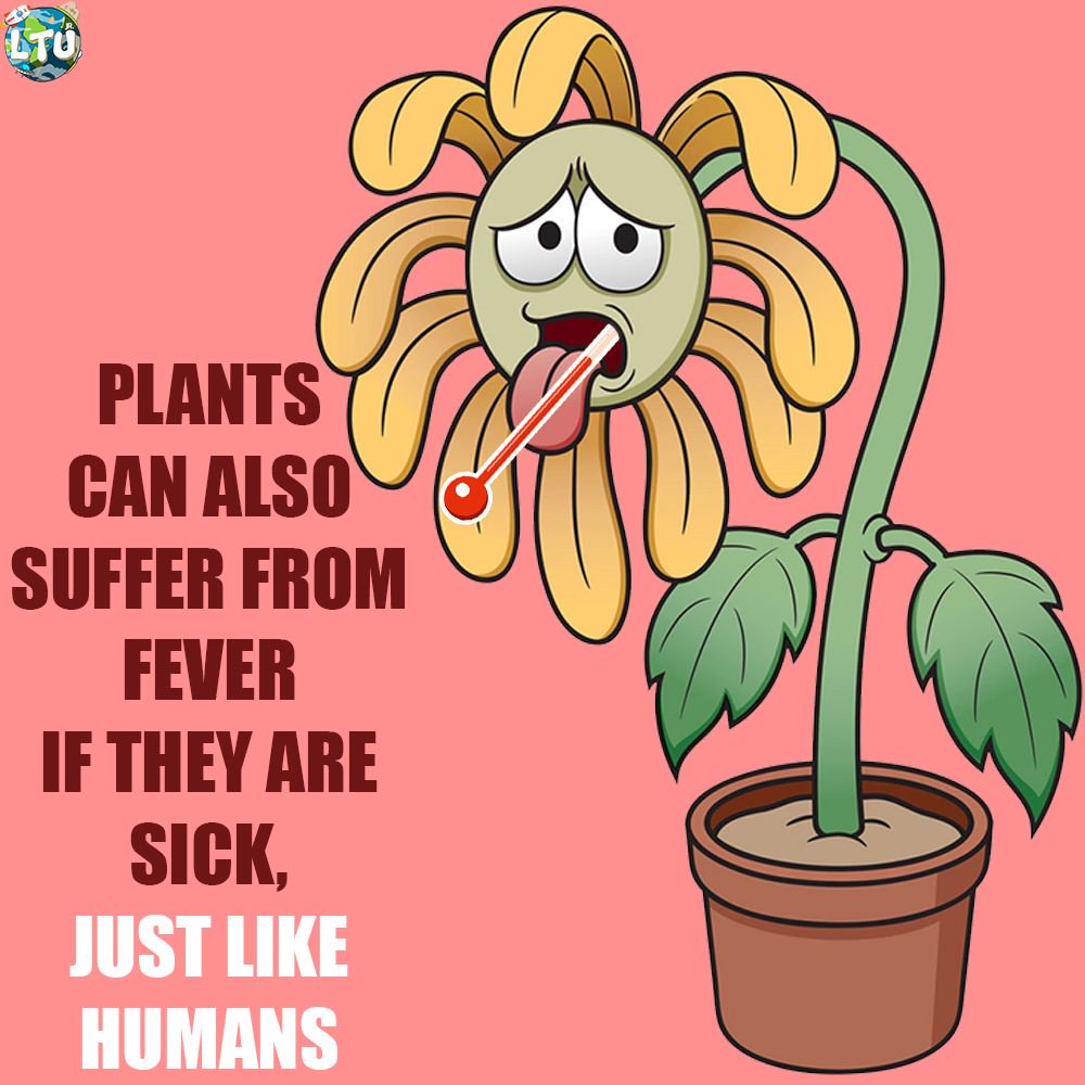 Sick plants are like sick children. They get hot and feverish when they  don't feel well. More Facts? Follow - @LTU_Jr #LearnTheUniverse #LTU #Facts  #plantbased #plant #plants #plantsofinstagram #plantbaseddiet #plantas  #planta #plantation #