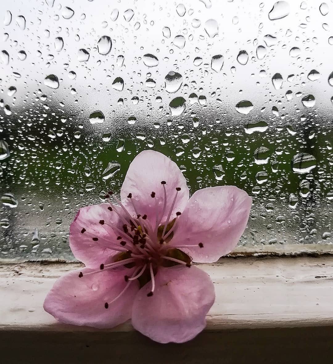SarahiArQui's tweet photo. @LiliBodo1 @Leeza__TMJ @V2_N_St0 @lv4gab @Zhbabar05 @Chuca_85 @rafaelu76 @Mayorga555 @LiliBodo @VictoriaD6363 @anie1215 @LaurenVictorita @aliciagarciaga6 @Marisol2224 @Lola_lolita06 @LavorattoT @ginestarros @mamiRD_ @adityasingh7865 Thanks Lili 🌷🌷 hugs & kisses🌼🌸
❣ @LiliBodo 🍃🌺
#TMLILY
#MEL_LILY
#TM_BFF
#ONLYSWEET https://t.co/YhvmSFkADz