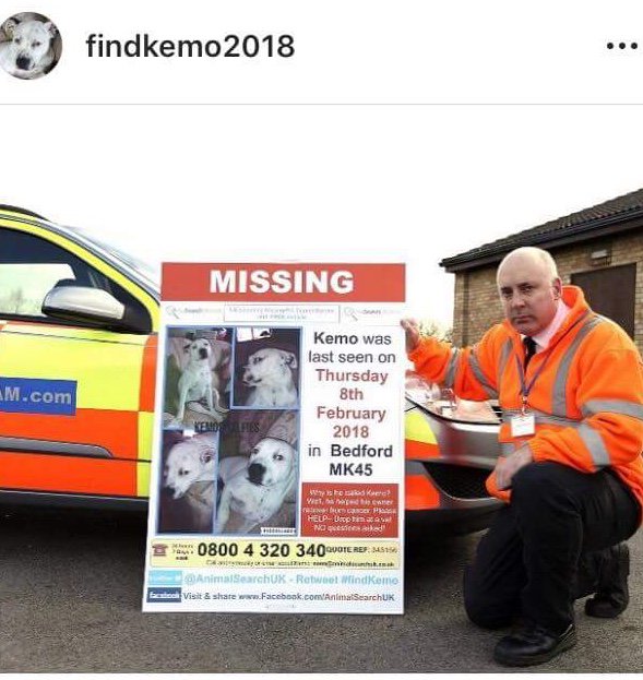 Find_Kemo's tweet photo. On #TimeOutForKemoTuesday #Bedfordshire #Buckinghamshire #Camridgeshire #Northamptsonshire #Kemo needs your #Help Please click the link and #Help get #Kemo home πΎπΎπ ππ€β€οΈπͺ #RT
https://t.co/AN0UACPGf9 https://t.co/Y5mex0AirV