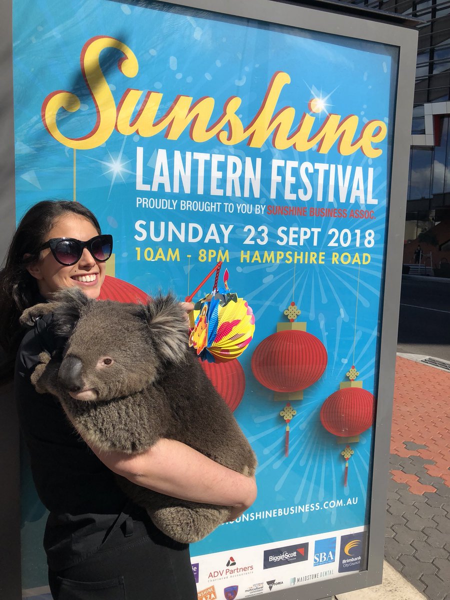 SunshineBusAssn's tweet photo. Live koala action in Sunshine today thanks to Frankie from Wild Action Zoo who will be at our Festival on 23rd. https://t.co/JGC0WgPpqj