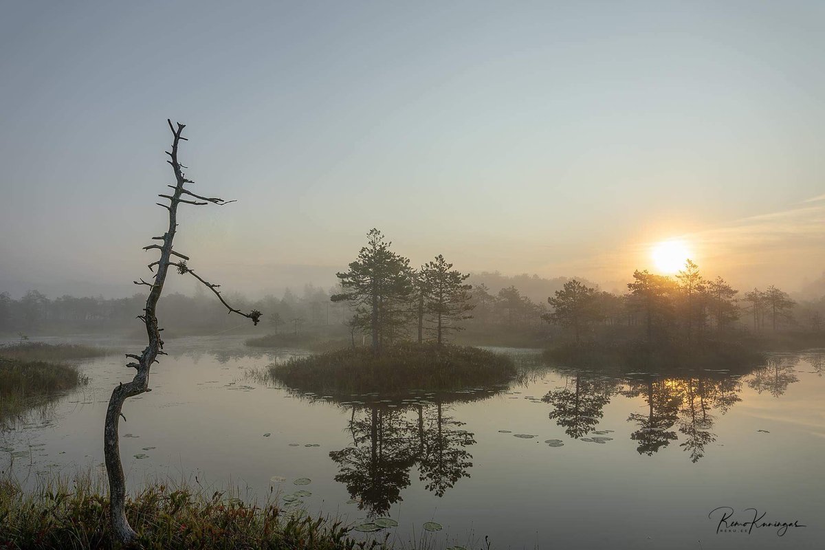 remokuningas's tweet image. Bog silence during sunrise

reku.ee

#sunrise #sunrisedaily #sunrisers #sunrisesagain #estonia #Serenity #landscapephotography