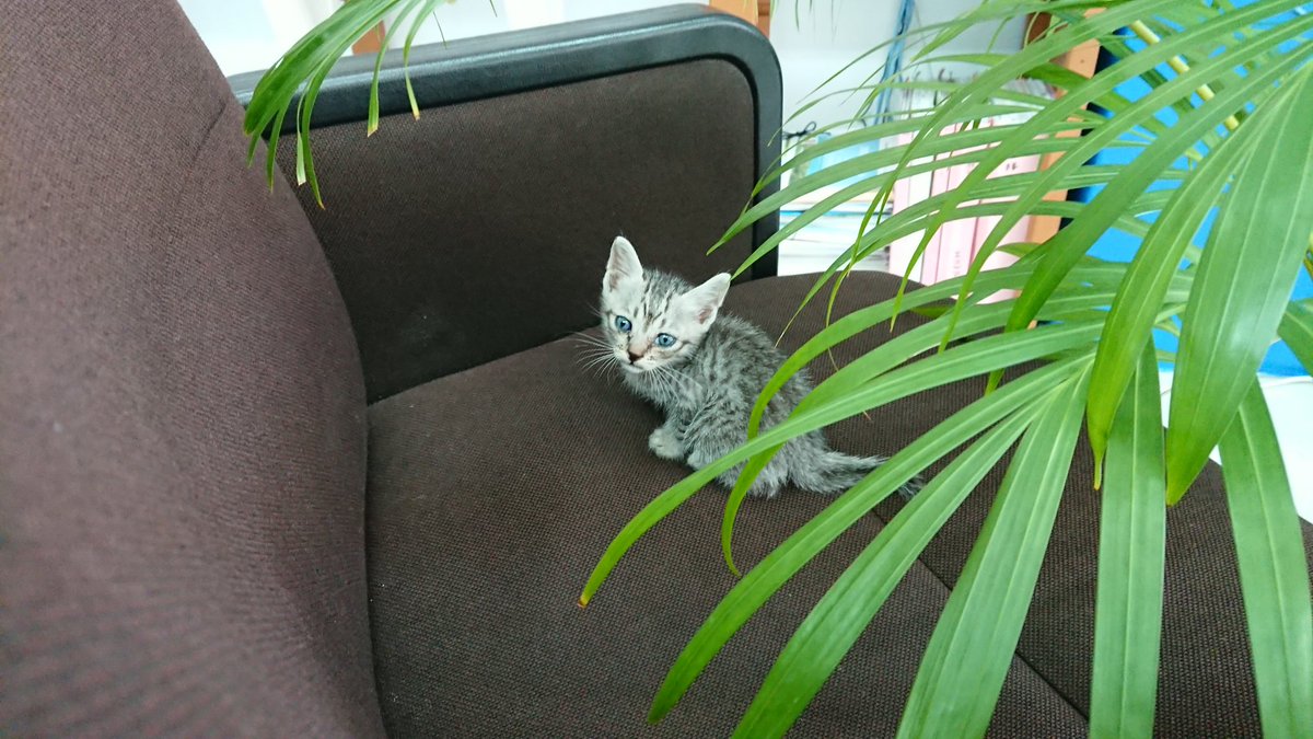 家では飼えないけど